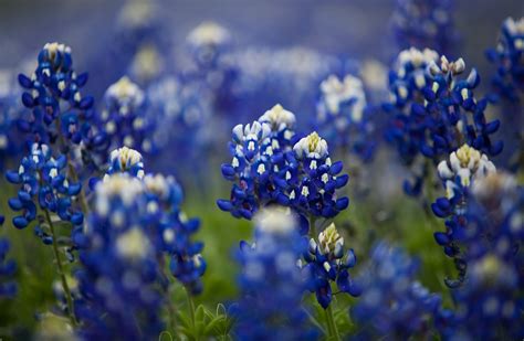 bluebonnet news